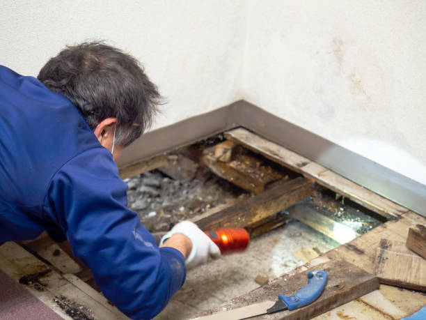 Best Certified Mold Removal  in Dewart, PA