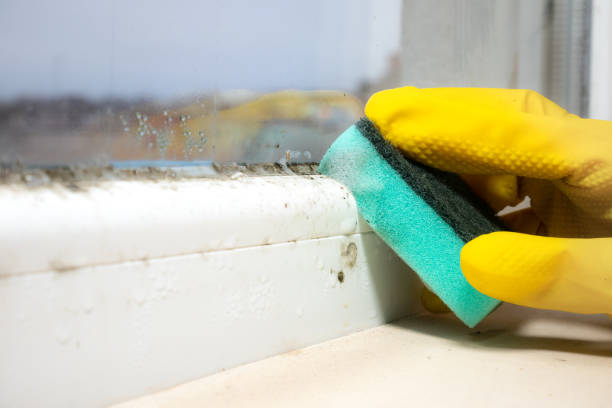 Best Fast Mold Removal  in Dewart, PA