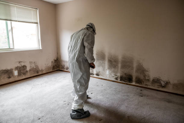Home Mold Removal in Dewart, PA